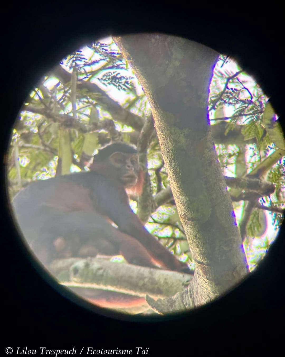 Excursion au Parc National de Taï (Ecotourisme Communautaire) - Photo 3
