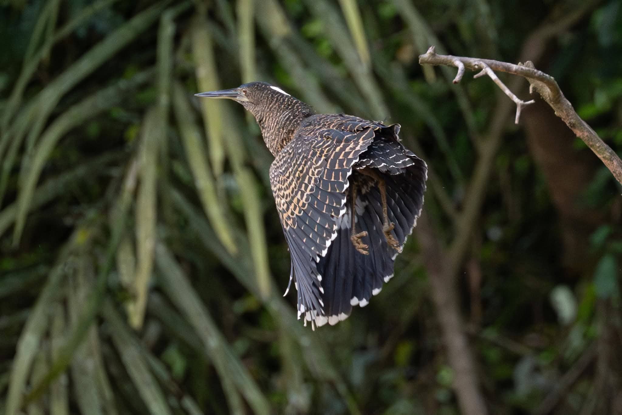 Excursion au Parc National de Taï (Ecotourisme Communautaire)