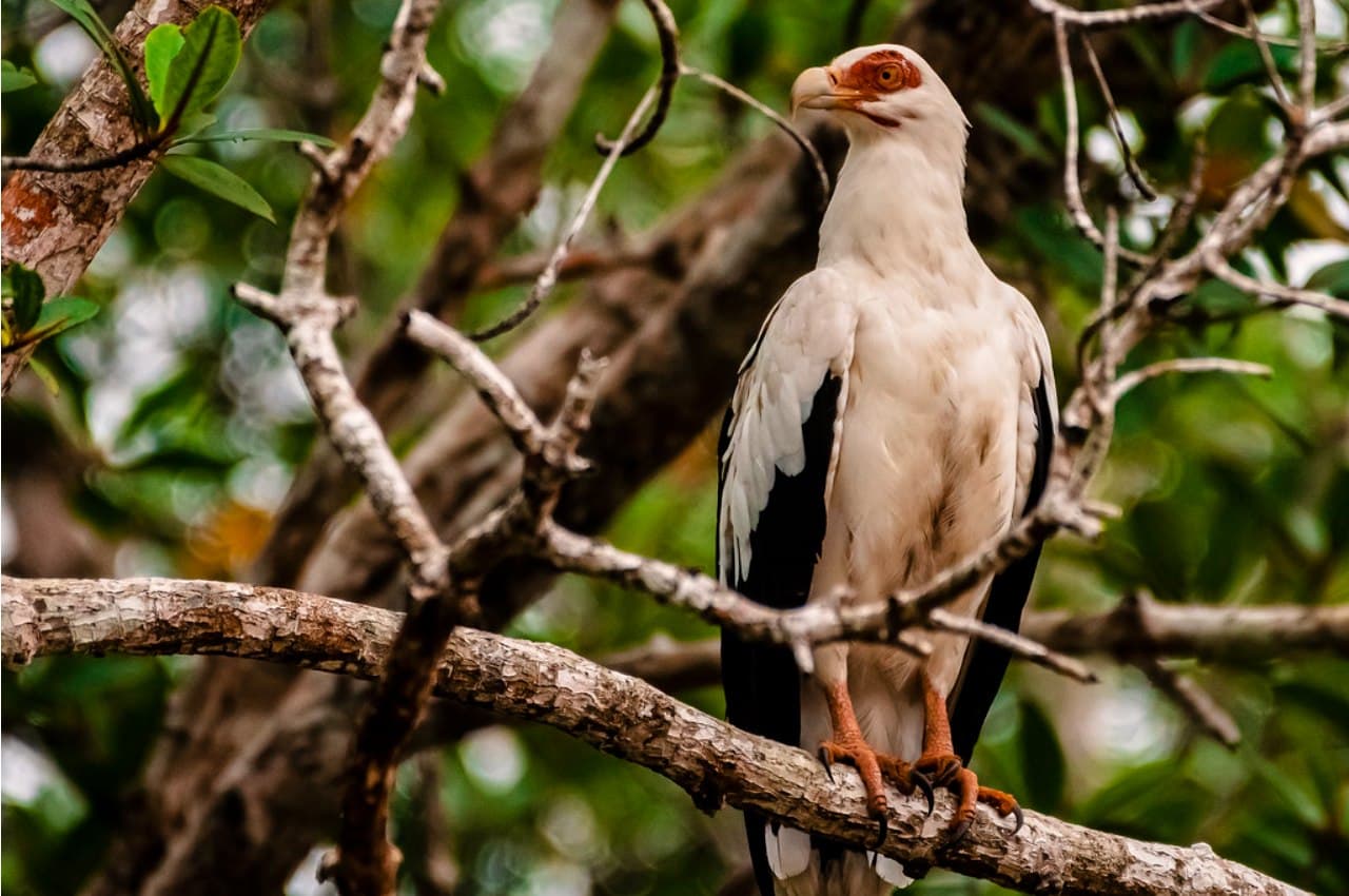Visite du Parc national des îles Ehotilé en Pirogue - Photo 2